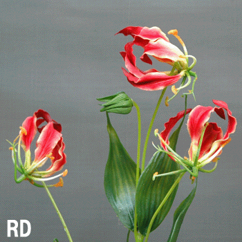 ��Ĺ��70cm�ڥ����ꥪ��3���ա�*������ A-36053*