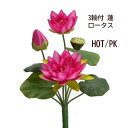 ハスの花 濃いピンク 3輪付ロータスブッシュ(束)HOTPK (全長約39cm 花径約9〜14cm)F3459-52