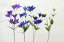 全長約56cm【キキョウ*7輪付】*1本売*MY5657W-46*4色【造花】【ききょう】【秋の花】【お仏壇用】【お墓用】