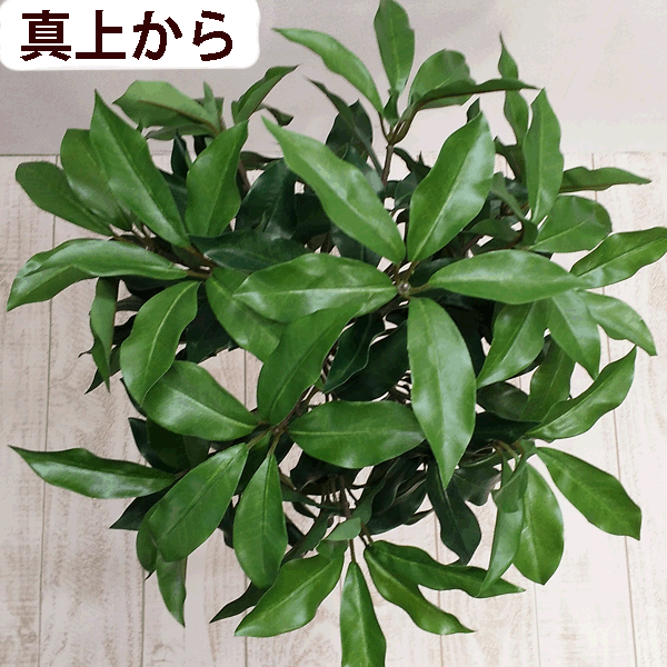 全長約65cm(中3本使用)組束しきみ (ラウ...の紹介画像3