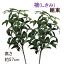 全長約57cm 組束しきび(左右使用で1対売)全長約57cm 樒(しきみ)2本組束を対で(小中しきみ各1本)で組束送料無料 AZ-SI-M-2 4158 4080 4,840円