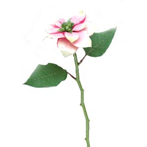 Rakuten - 【クリスマス用 花材】ポインセチア キューティポインセチア(PK) 全長約33cm 花径約10cm 1237F[在庫限り]
