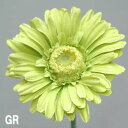 【造花】ガーベラ*asca【ガーベラ*GR】1本売*A-31358(花径約11cm*全長約53cm)*