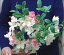 【造花つつじの枝】全長約60cm WTつつじ GA0167 1本590円(全長約60cm*花径約6cm)