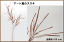 在庫処分商品全長100cm【アートススキ(すすき)枝】SL-1501(穂長12cm〜17cm*リーフ約7cm)★お安く販売*返品不可商品★(リーフ3枚*長短の穂5本)12カ所付リーフ*穂*茎*ワイヤー入アートフラワー