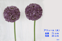 ≪訳あり商品*在庫限り≫花径25cm【アリューム・大】No914 (全長71cm*花径約25cm)大きな「アリューム」の花で大きなアレンジに使っていただけるアイテムです所どころ花落ちがある為、訳あり商品で販売