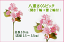 【造花 桜ピック】405円 9輪付八重桜ピック 全長19cm A-31765 アスカ