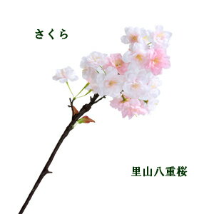 [おすすめ]里山桜小枝 全長約54cm 花びら(八重) (花