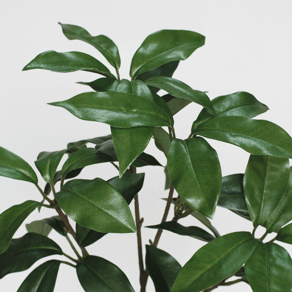 中樒(しきみ)全長約63cm(加工無し)『1本...の紹介画像2