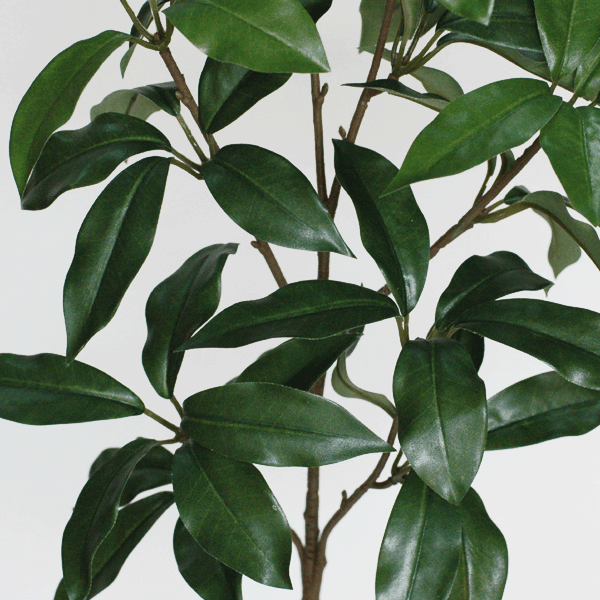 中樒(しきみ)全長約63cm(加工無し)『1本...の紹介画像3