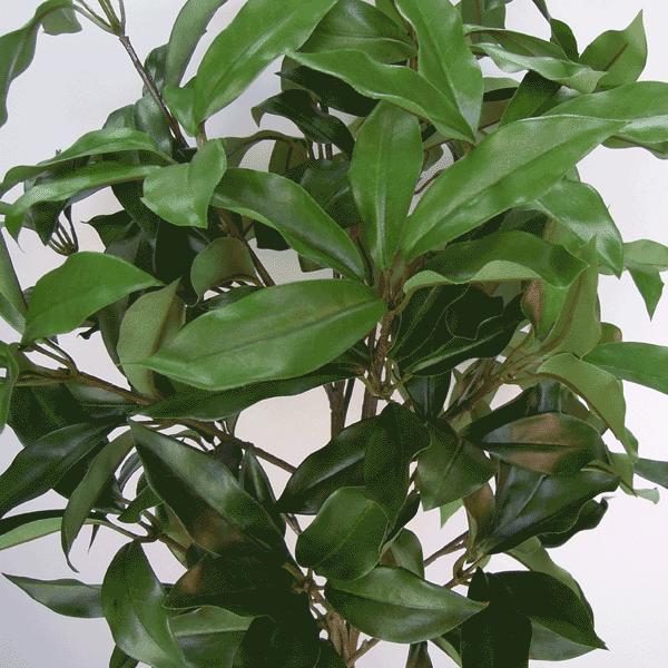 ボリューム有 特大組束しきび『1束売』 全長約...の紹介画像2