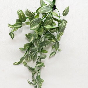 トラディスカンティア【グリーンリーフ】トラディスカンティアバイン 全長約43cm 40716-34