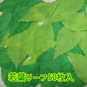 新製品【夏リーフ 造花】新緑カラー 若葉リーフ 50枚入(約14×約7cm)tm0001