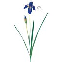 アイリス蕾付【夏の造花】全長約47cm アイリス蕾付 A-36023-7