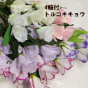 トルコキキョウ【造花】全長55cm トルコキキョウ4輪付 3860-23