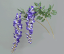 【造花 大房藤の花】1本800円 全長約105cm 藤の花スプレー F3281(大きな房長さ約58cm*花の房径約10cm)