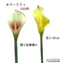 残り在庫僅か 630円 カラーリリィ 全長60cm アスカウレタン樹脂コーティング A-36067