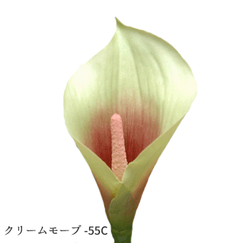 �Ĥ�߸˶Ϥ� 630�� ���顼��ꥣ ��Ĺ60cm ���������쥿����饳���ƥ��� A-36067