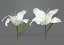 ≪即日 白カサブランカ≫【カサブランカリリーピック】1本売*F3515(全長約27cm*花径約20cm)≪カサブランカリリー ユリ 造花 シルクフラワー≫