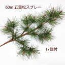 五葉松枝(スプレー)【松】全長約60cm 五葉松17個付(葉径約7cm)5174-L