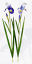 ≪アイリスasca*A-31789≫【アイリス】1本売*アスカ*A-31789(全長約57cm*花径約10cm)つぼみ付で涼しそうな色合い≪アイリス 菖蒲 あやめ 造花≫