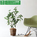 No3563N4 プレミアム光触媒フェイクグリーン【そのまま飾れる 完成形デザイン】 「繊細な枝の流れ × 艶やかな葉の重なり|インテリアを凛と彩る|エバーリー...