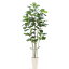 プレミアム光触媒人工観葉樹(フェイクグリーン)92414「【FIDDLE LEAF】リアル カシワバゴムノキ 5本立 高さ175〜185cm(スマートポット CHIC8)」」(西:180)