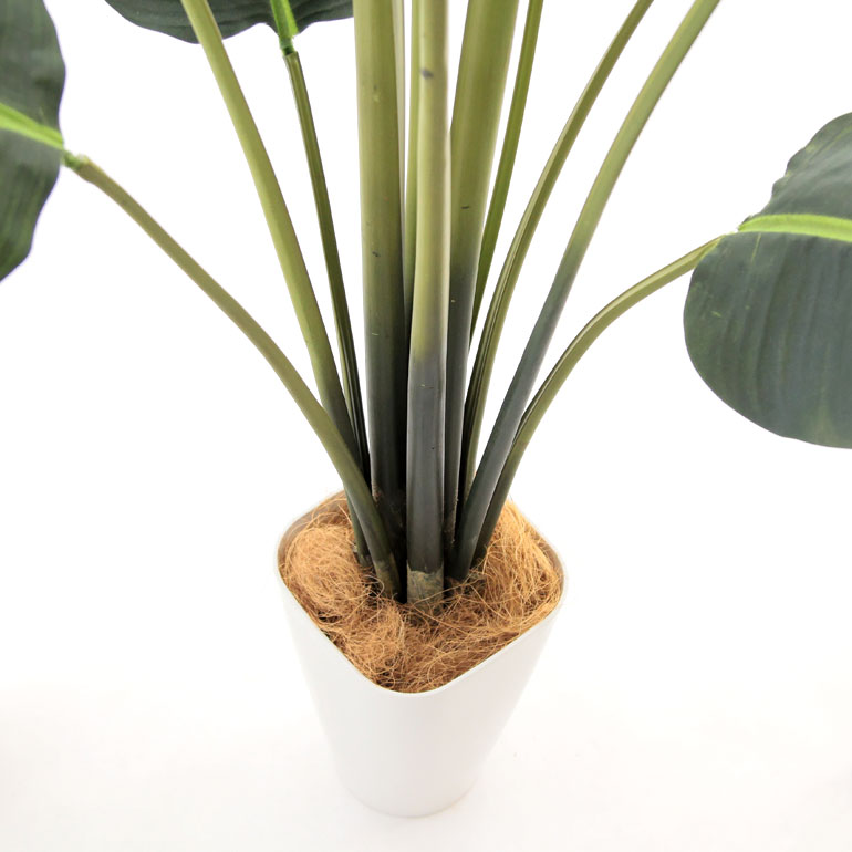 全国無料 Sale人工 観葉植物 造花 フェイクグリーン 190 0cm シンプル オフィス おしゃれ インテリア 大型 室内 鉢 観葉樹 空気清浄 消臭 抗菌 銀 酸化チタン 光触媒 ストレリチア オーガスタ スマートポ 全国無料 Sale人工 観葉植物 造花 フェイクグリーン 190 0cm シンプル オフィス おしゃれ インテリア 大型 室内 鉢 観葉樹 空気清浄 消臭 抗菌 銀 酸化チタン 光触媒 ストレリチア オーガスタ スマートポ