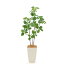 光触媒人工観葉植物(フェイクグリーン)32971「【爽やかな緑】【ハンドメイド品】ツツジ・レモンリーフ 高さ85〜90cm (白角ポット CHIC7+ヤシの繊維)」(西:80)