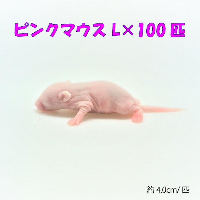 冷凍ピンクマウス L 100匹