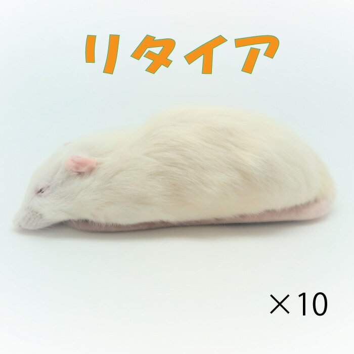 冷凍リタイアマウス 10匹
