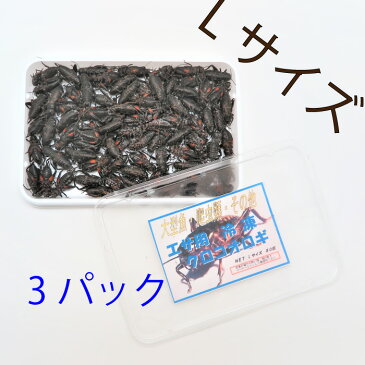 冷凍黒コオロギ Lサイズ(約2.5cm/80匹)1パック 冷凍餌 国産 ペット用品 黒コオロギ 蟋蟀 小動物、爬虫類、大型熱帯魚用 3パック