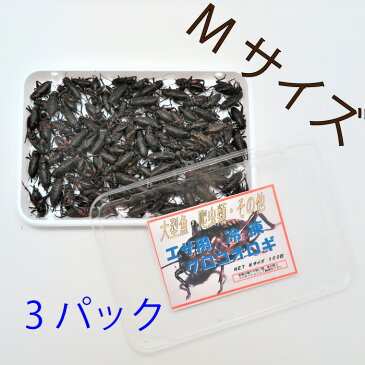 冷凍黒コオロギ Mサイズ(約2.0cm/100匹)1パック 冷凍餌 コオロギ 国産 ペット用品 黒コオロギ 蟋蟀 小動物、爬虫類、大型熱帯魚用 3パック