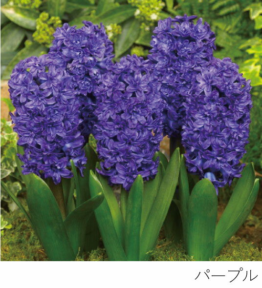 楽天市場】ヒヤシンス 水栽培（花瓶｜インテリア小物・置物