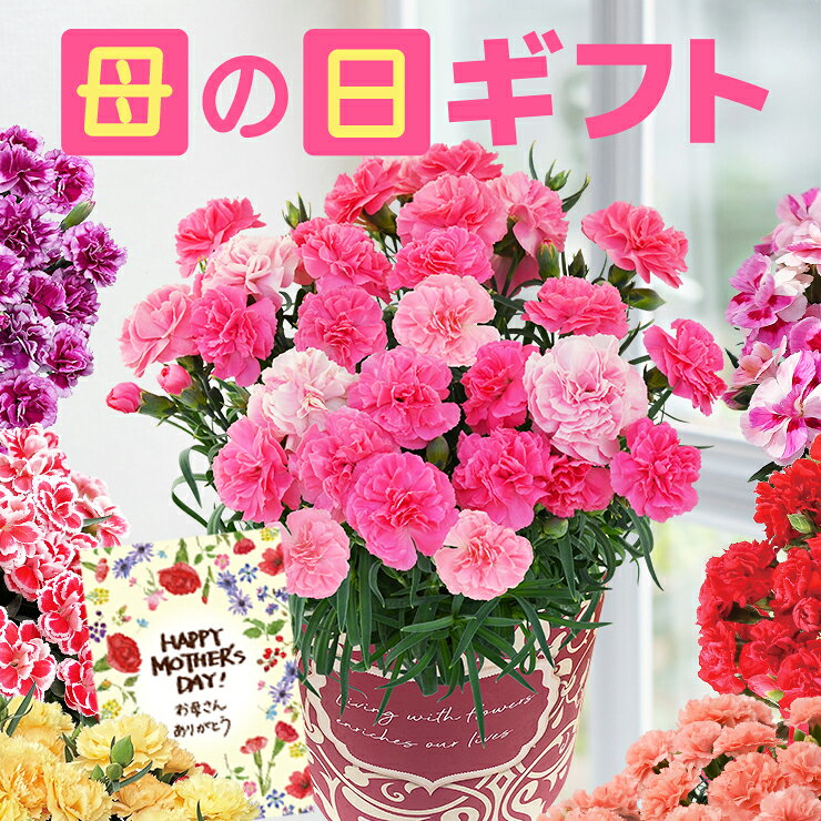 樂天商城 - 母の日 プレゼント ギフト 2026 カーネーション 花 鉢植え フラワーギフト 花鉢 鉢花 お花 送料無料 おしゃれ 母の日ギフト 母の日プレゼント 花のギフト社