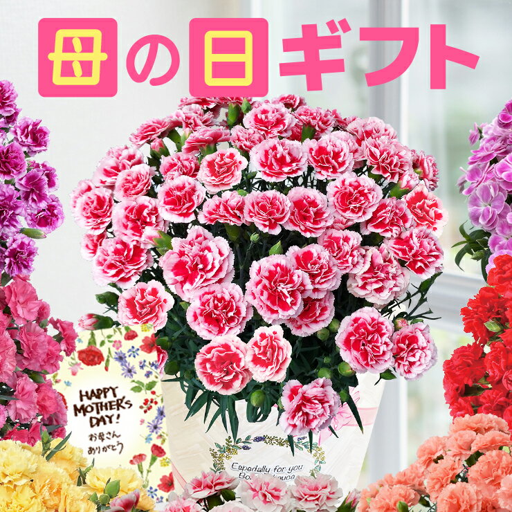 樂天商城 - 母の日 プレゼント カーネーション 鉢植え 花 ギフト 2026 花鉢 鉢花 6号 7号 8号 鉢 お花 送料無料 おしゃれ かわいい 母の日ギフト 母の日プレゼント いちごホイップ さくらもなか 花のギフト社