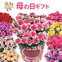 鉢 母の日 プレゼント ギフト 2024 カーネーション 花 鉢植え フラワーギフト 花鉢 鉢花 お花 送料無料 おしゃれ 母の日ギフト 母の日プレゼント 花のギフト社