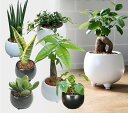 観葉植物 ミニ 小さい おしゃれ 白 小型 陶器 ポット ガジュマル 鉢 サンスベリア 金のなる木 パキラ 多幸の木 サンセベリア カポック 多肉植物 陶器 鉢...