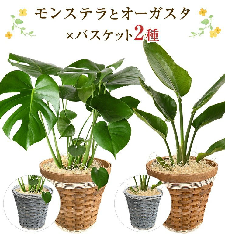 オーガスタ モンステラ 観葉植物 大型 鉢 おしゃれ 6号鉢 オーガスタ 鉢植え インテリア 開店祝い 移転祝い 新築祝い 誕生日 花 室内 ギフト プレゼント モダン アジアン あす楽 送料無料