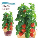 ほおずき 鉢植え 初盆 苗 鬼灯 ほおずきの鉢植え ほおずき鉢植え 鉢花 花鉢 フラワーギフト 中元 誕生日 プレゼント ほうずき 浅草 ほおずき市 お盆 お供...