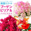 ブーゲンビリア 鉢植え ピンクレディー ハイビスカス 夏の花 ギフト 花 プレゼント フラワーギフト お祝い 誕生日 開店祝い 引越し祝い 南国風 鮮やか 色鮮...