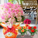 ブーゲンビリア 鉢植え ピンクレディー ハイビスカス 夏の花 ギフト 花 プレゼント フラワーギフト お祝い 誕生日 開店祝い 引越し祝い 南国風 鮮やか 色鮮...