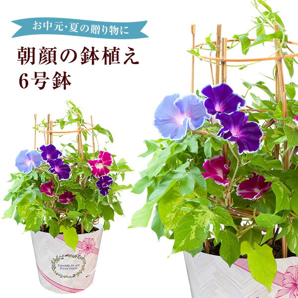 朝顔 鉢植え あさがお アサガオ 送料無料 6号 鉢 日本朝顔 朝顔の鉢植え 朝顔市 花 鉢花 花鉢 フラワーギフト 中元 誕生日 お祝い プレゼント ギフトのサムネイル