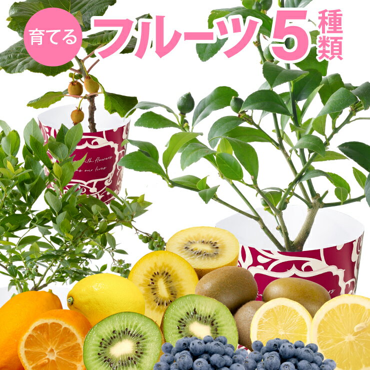 当日発送14時〆 送料無料 フルーツ レモン ブルーベリー キウイ プレゼント 花 ギフト 実付き 花鉢 苗 果物 鉢植え 果樹 果樹鉢 レモンの木 ブルーベリーの木 キウイの木 送料無料 父の日 中元 誕生日 お祝い ご自宅用