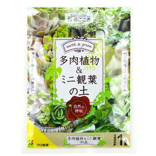 多肉植物 100均の土ってどうなの 比較してみました ぷらんとりうむ 多肉植物 100均の土ってどうなの 比較してみました ぷらんとりうむ
